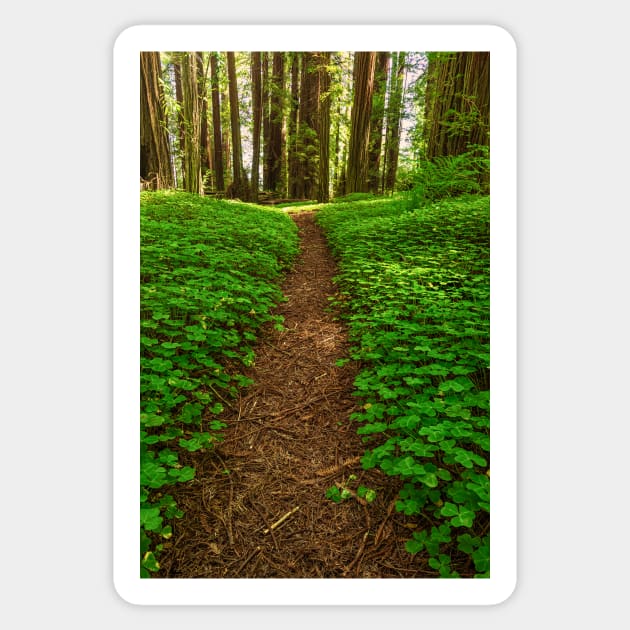 Redwood Forest Path Sticker by JeffreySchwartz